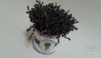 /album/galerie-foto/dscn3561-png/